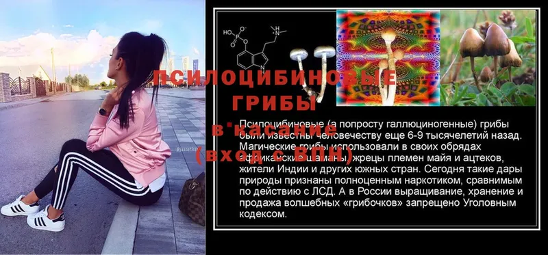 Галлюциногенные грибы Psilocybe  Ворсма 